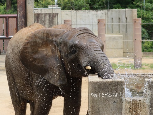 日本で唯一アフリカゾウの子象が見られる愛媛とべ動物園