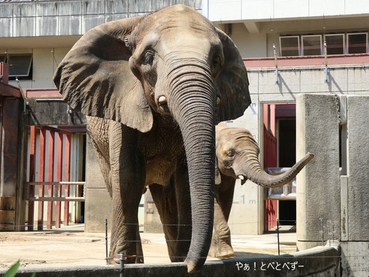 とべ動物園アフリカゾウのブログ：やぁ！とべとべずー