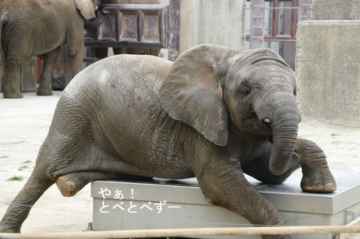とべ動物園アフリカゾウ：４歳になった砥愛ちゃん