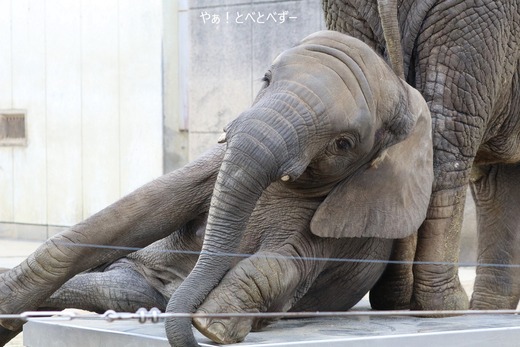 アフリカゾウ、アジアゾウ大好きブログ：やぁ！とべとべずー