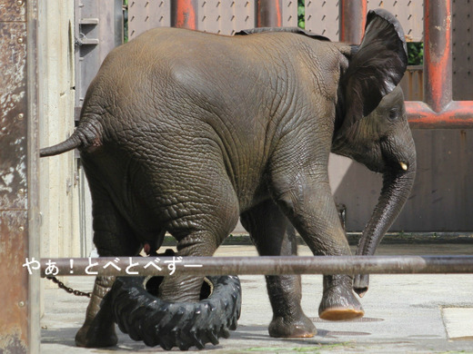 タイヤで遊ぶアフリカゾウの子象の砥愛ちゃん