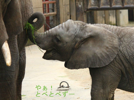 草団子を作るアフリカゾウの砥愛ちゃん