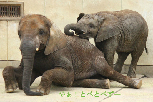 とべ動物園アフリカゾウのブログ:やぁ!とべとべずー