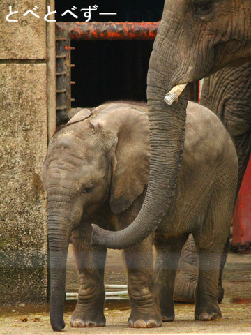 昨年生まれたゾウの赤ちゃん：とべ動物園（愛媛）