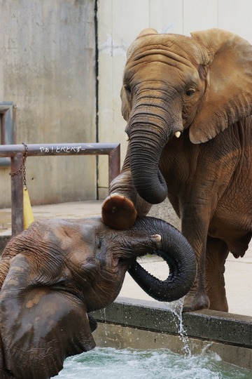 日本で唯一血縁関係のあるアフリカゾウ親子が暮らすとべ動物園