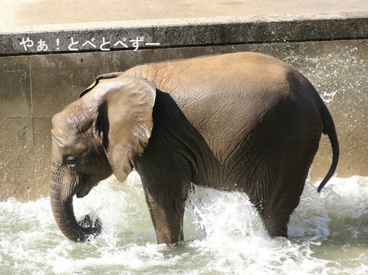 とべ動物園アフリカゾウのブログ:やぁ!とべとべずー
