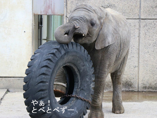 とべ動物園アフリカゾウ:砥愛ちゃんのブログ
