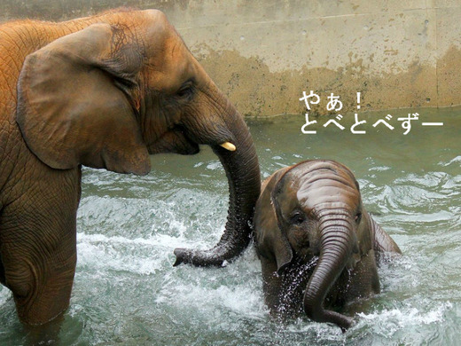 とべ動物園アフリカゾウのブログ:やぁ!とべとべずー
