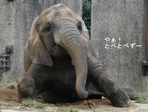 とべ動物園アフリカゾウのブログ:やぁ!とべとべずー