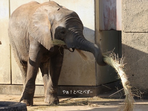 とべ動物園イベント：アフリカゾウにクリスマスリーズのプレゼント