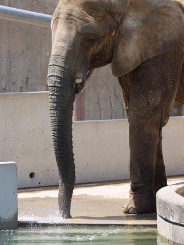 とべ動物園アフリカゾウのブログ：やぁ！とべとべずー