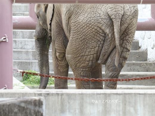 とべ動物園ブログ：砥愛、ララ、イオ、フー、ウララ、ルビー