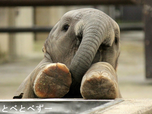 愛媛県のUMA （ユーマ）：未確認動物