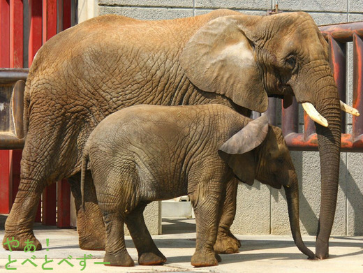 とべ動物園アフリカゾウのブログ:やぁ!とべとべずー