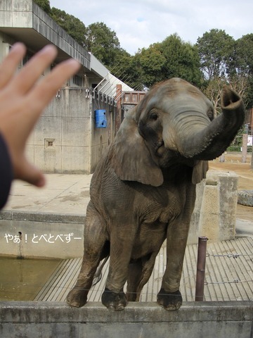 日本で唯一血縁関係のあるアフリカゾウの親子が暮らす愛媛とべ動物園