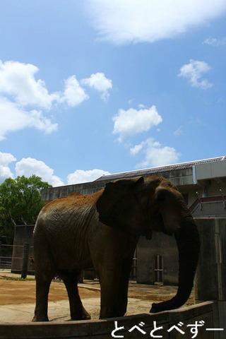 とべ動物園アフリカゾウのブログ：やぁ！とべとべずー与茂駄くあとろ