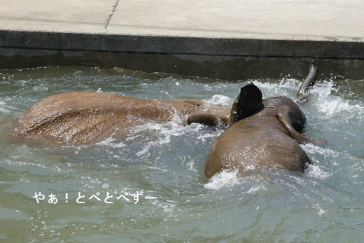 とべ動物園ブログ：ゾウ、ホッキョクグマ、レッサーパンダ、ライオン