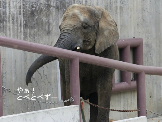 とべ動物園アフリカゾウ:媛ちゃん(メス、11歳)
