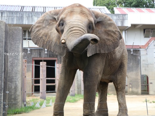 とべ動物園アフリカゾウのブログ:やぁ!とべとべずー