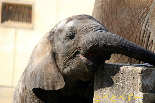 とべ動物園アフリカゾウのブログ：やぁ！とべとべずー