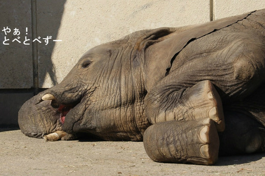 とべ動物園ブログ:ゾウ、ホッキョクグマ、レッサーパンダ、ライオン