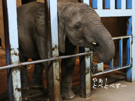 とべ動物園アフリカゾウ