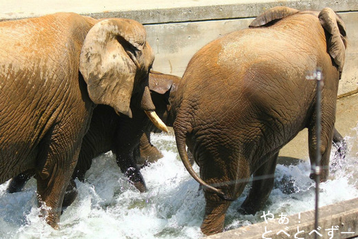 ＧＷ中の、アフリカゾウの親子の様子（とべ動物園）