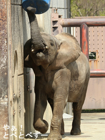 アフリカゾウ、アジアゾウ大好きブログ：やぁ！とべとべずー