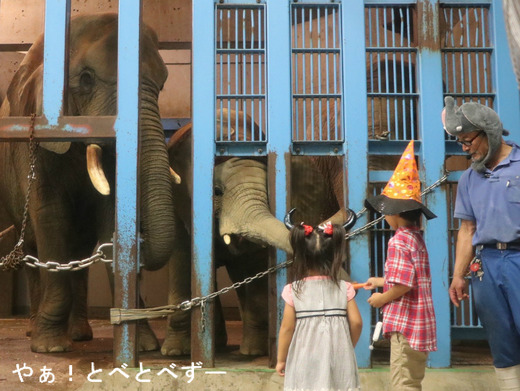 とべ動物園アフリカゾウイベント：ハロウィンナイト