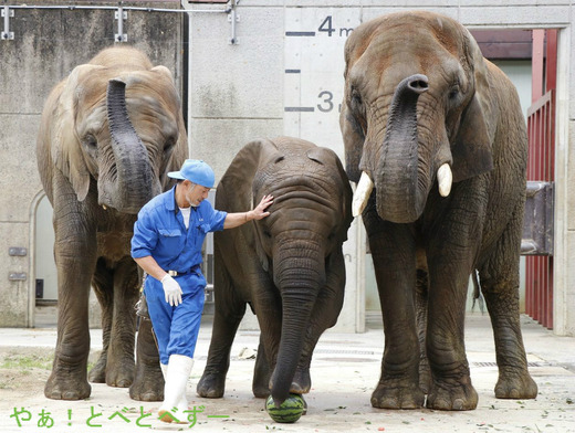 スイカを足で割るアフリカゾウの子象の砥愛ちゃん