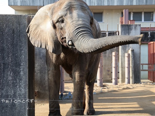 とべ動物園アフリカゾウのブログ:やぁ!とべとべずー