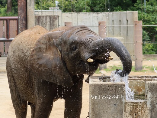 日本で最年少のアフリカゾウの子ゾウの砥愛:愛媛とべ動物園県立