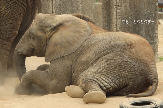 とべ動物園ブログ：砥愛、まんぷく、リュウト、ララ、イオ