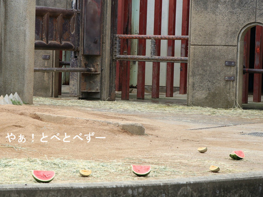 とべ動物園アフリカ象イベント：砥愛ちゃんのお誕生会