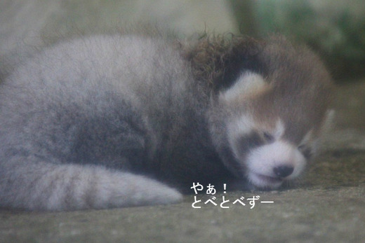 とべ動物園レッサーパンダのブログ：やぁ！とべとべずー