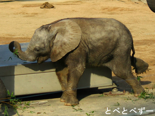 お姉さんゾウの媛（ひめ）ちゃんと赤ちゃんゾウの砥愛（とあ）ちゃん