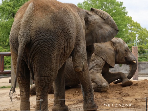 日本で唯一アフリカゾウの家族が暮らす愛媛とべ動物園