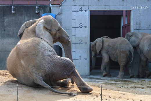 とべ動物園アフリカゾウのブログ：やぁ！とべとべずー