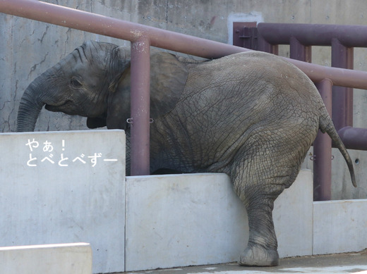アフリカゾウ、アジアゾウ大好きブログ:やぁ!とべとべずー