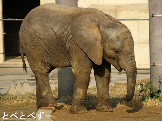 アフリカゾウの親子が暮らす愛媛とべ動物園