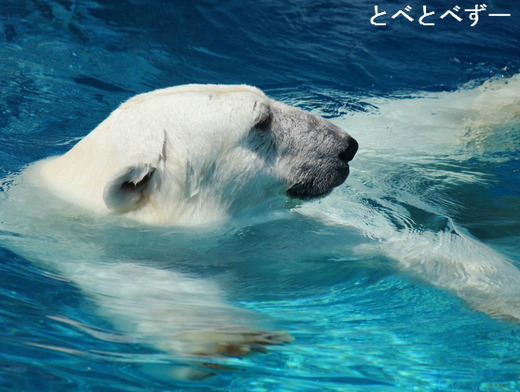 ピースの両親は、オスがパール、メスがバリーバ