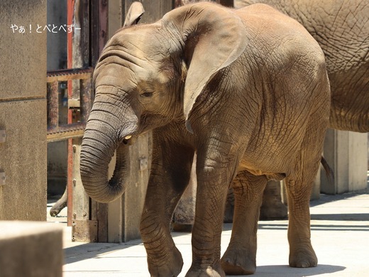 とべ動物園アフリカゾウ：アフ、リカ、媛、砥夢、砥愛