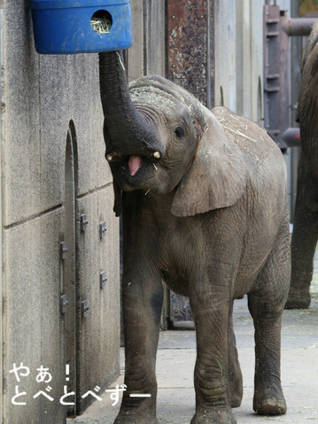 とべ動物園アフリカゾウ：砥愛ちゃん（メス、６歳）