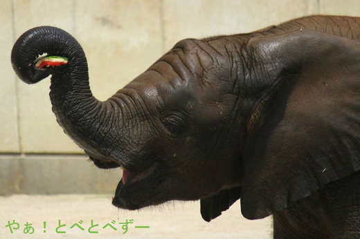 とべ動物園アフリカゾウの子象の砥愛ちゃんBlogPaint