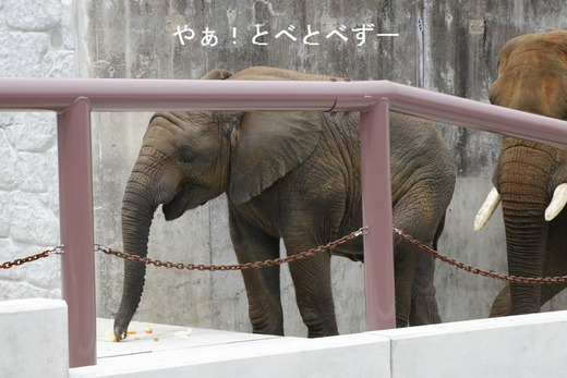 インドゾウ舎へのスロープを登る砥愛ちゃん