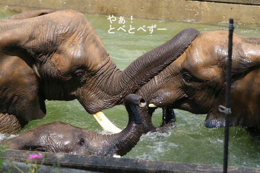 とべ動物園ブログ：やぁ！とべとべずー