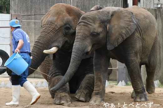 日本で唯一血縁関係のあるアフリカゾウが暮らす愛媛とべ動物園