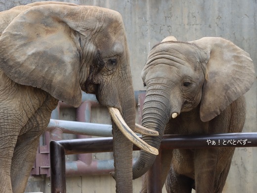 とべ動物園アフリカゾウ：アフ、リカ、媛、砥夢、砥愛