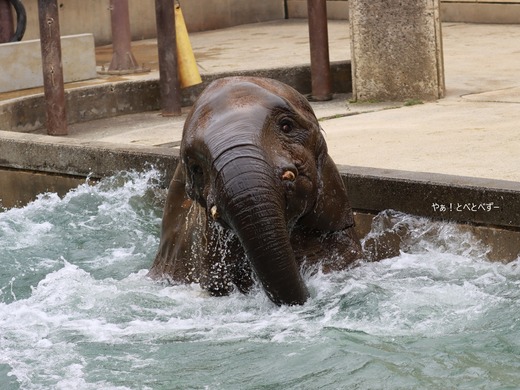 とべ動物園アフリカゾウ:媛ちゃん(メス、19歳)