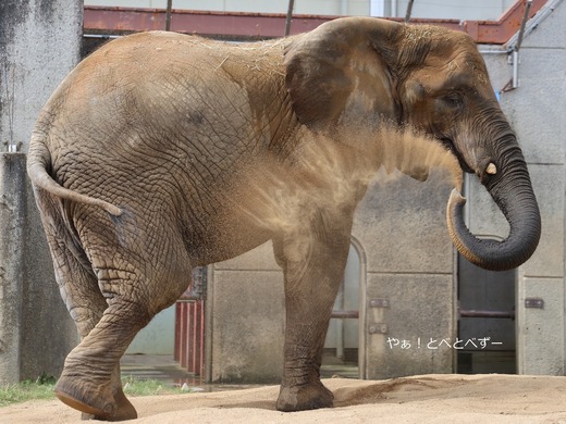 とべ動物園アフリカゾウ：媛ちゃん（メス、１８歳）